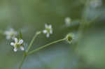 White avens